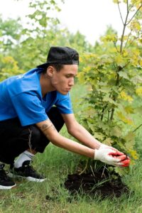tree services