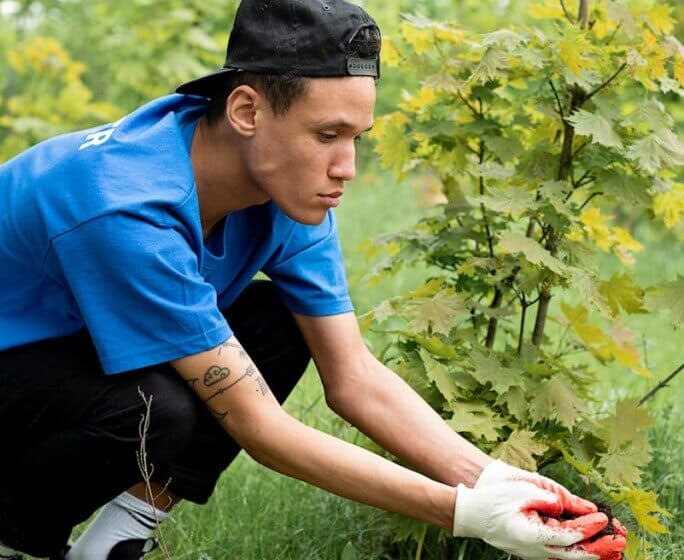 tree services