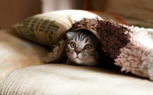 How to Stay Calm When Your Pet Needs Urgent Care