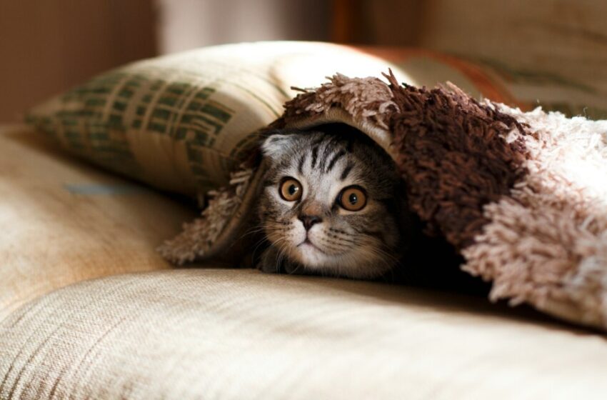 How to Stay Calm When Your Pet Needs Urgent Care